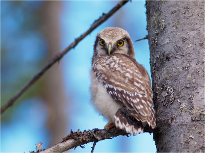 Bright eyes