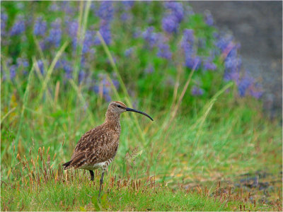 Whimbrel