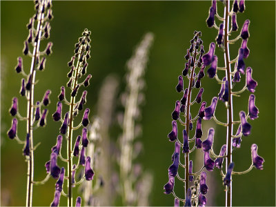 Northern wolfsbane