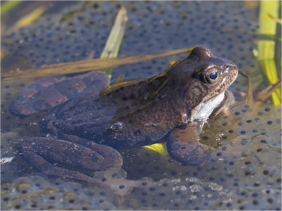 Leapfrog