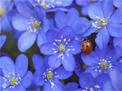 Ladybug blues