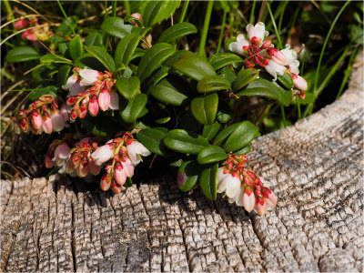 Evergreen in bloom