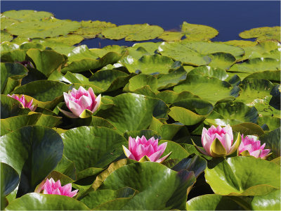 Nordic Lotus