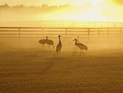 Sandhill cranes early morning