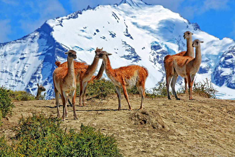 05_Guanacos at a summit.jpg