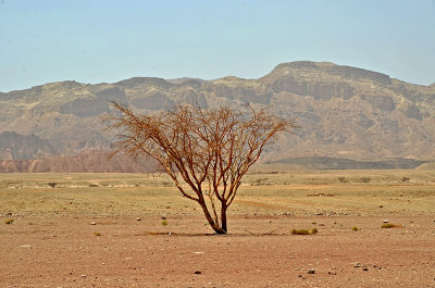 09_A lonely tree.jpg