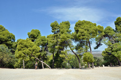 03_Trees at Epidaurus Theatre.jpg