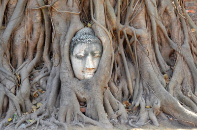 36_Buddha Head encased in fig tree roots.jpg