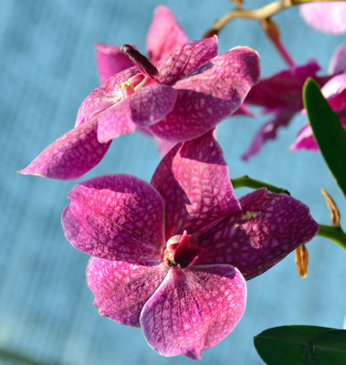 01_Orchids.jpg