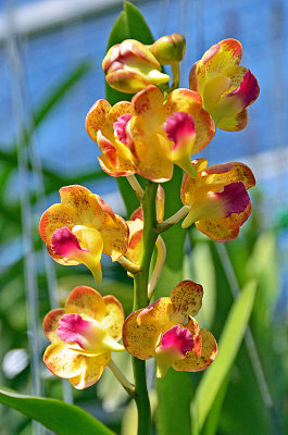 04_Orchids.jpg