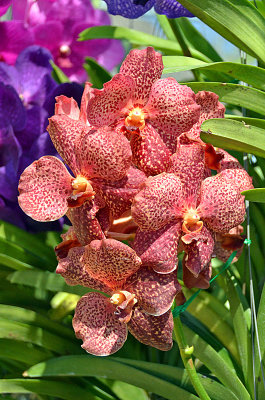 05_Orchids.jpg