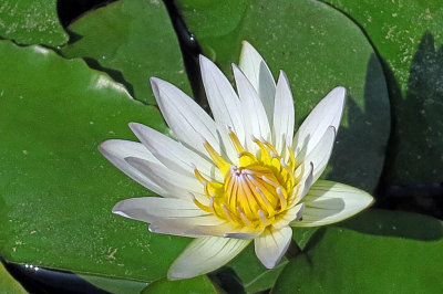 16_Water lily.jpg