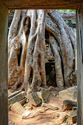 18_Ta Prohm.jpg