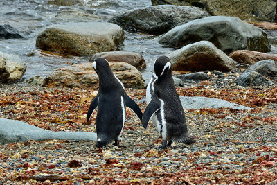 Otway Penguin Colony