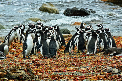 Patagonia