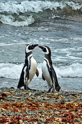 Otway Penguin Colony