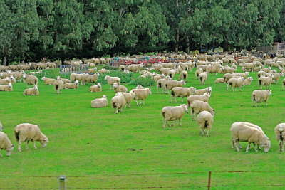 20_Current ratio is 6 (down from 30) sheep to 1 person.jpg