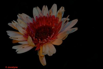 _DSC3067.jpg
