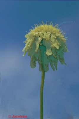 _DSC0098 CC.jpg