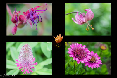 montage-fleurs - copie.jpg