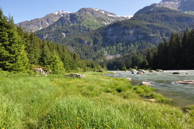 The Chilkoot River - Where the Brown Bears Feed!