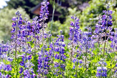 The Arctic Lupine