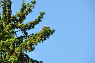 Watching Over the USA!