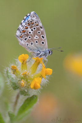 Adonisblauwtje - Adonis Blue - Polyommatus bellargus
