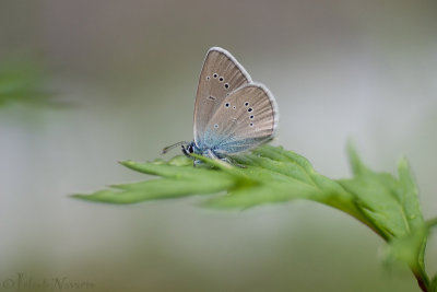 Klaverblauwtje - Mazarine Blue - Polyommatus semiargus