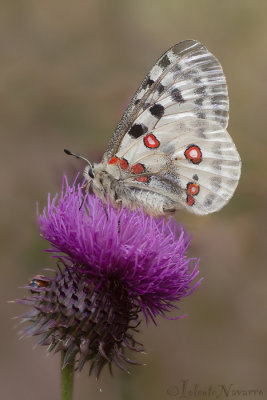 Apollovlinder - Apollo - Parnassius apollo