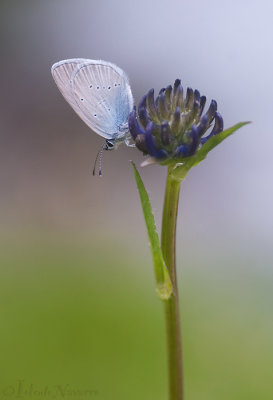 Dwergblauwtje - Small Blue - Cupido minimus