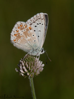 Bleek Blauwtje - Chalkhill Blue - Polyommatus coridon