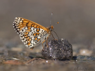 Veldparelmoervlinder - Glanville Fritillary - Melitaea cinxia