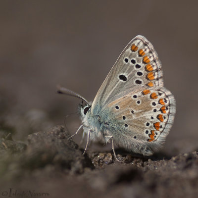 Bruin Blauwtje - Brown Argus - Aricia agestis