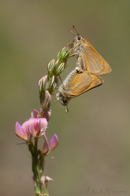 Geelsprietdikkopje - Small Skipper - Thymelicus sylvestris