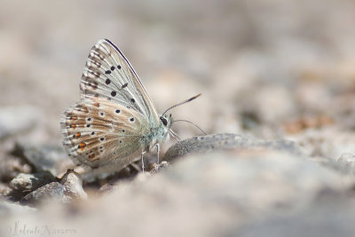 Bleek Blauwtje - Chalkhill Blue - Polyommatus coridon