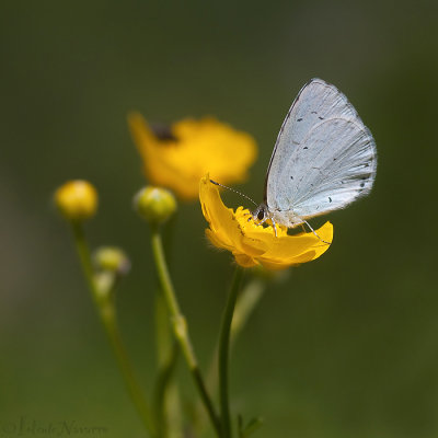 Boomblauwtje - Holly Blue - Celastrina argiolus