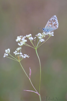 Bleek Blauwtje - Chalkhill Blue - Polyommatus coridon
