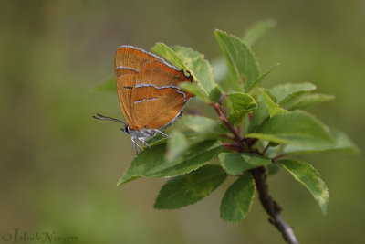 Sleedoornpage - Brown Hairstreak - Thecla betulae