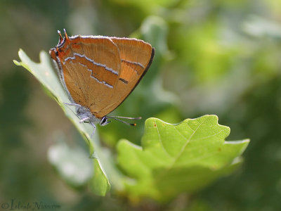 Sleedoornpage - Brown Hairstreak - Thecla betulae