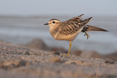 Morinelplevier - Eurasian Dotterel - Charadrius morinellus