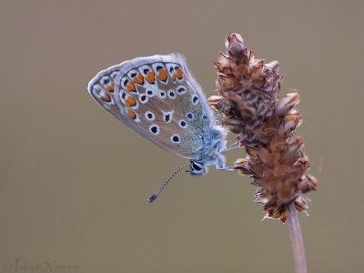 Bruin Blauwtje - Brown Argus - Aricia agestis