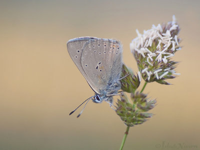 Rode Vuurvlinder - Purple-edged Copper - Lycaena hippothoe