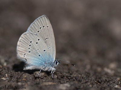 Dwergblauwtje - Small Blue - Cupido minimus