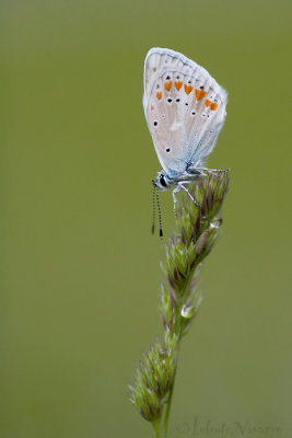 Turkooisblauwtje - Turquoise Blue - Polyommatus dorylas