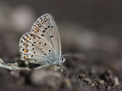 Alpensaffierblauwtje - Alpine Zephyr Blue - Plebejus trappi