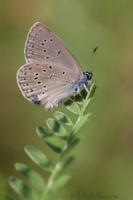 Gentiaanblauwtje - Alcon Blue - Phengaris alcon