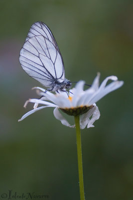 Groot Geaderd Witje - Black-veined White - Aporia crataegi