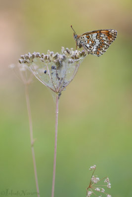 Knoopkruidparelmoervlinder - Knapweed Fritillary - Melitaea phoebe
