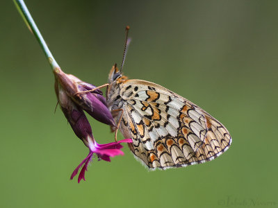 Knoopkruidparelmoervlinder - Knapweed Fritillary - Melitaea phoebe